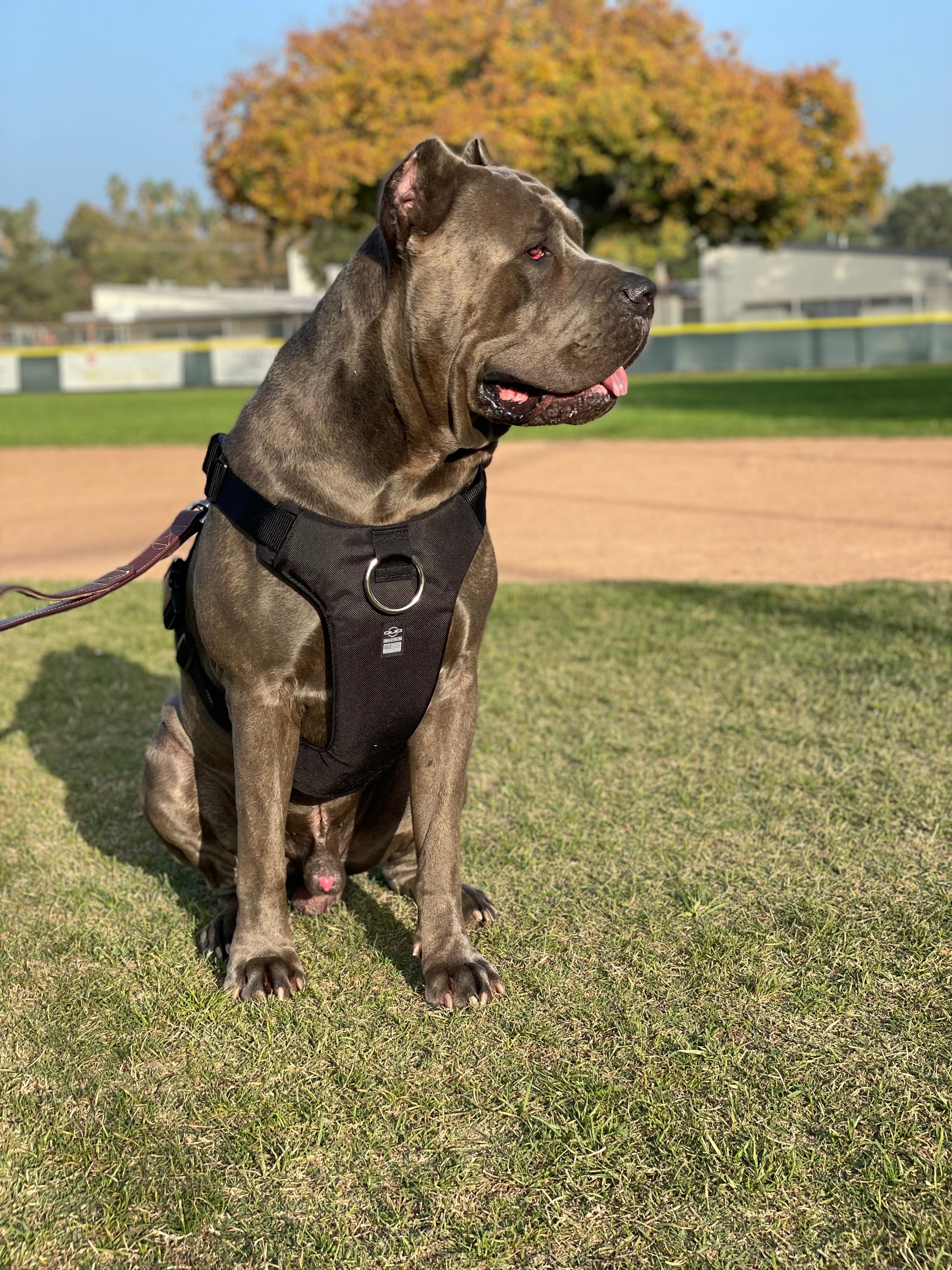 DUO 'ECLIPSE' Adventure Dog Harness