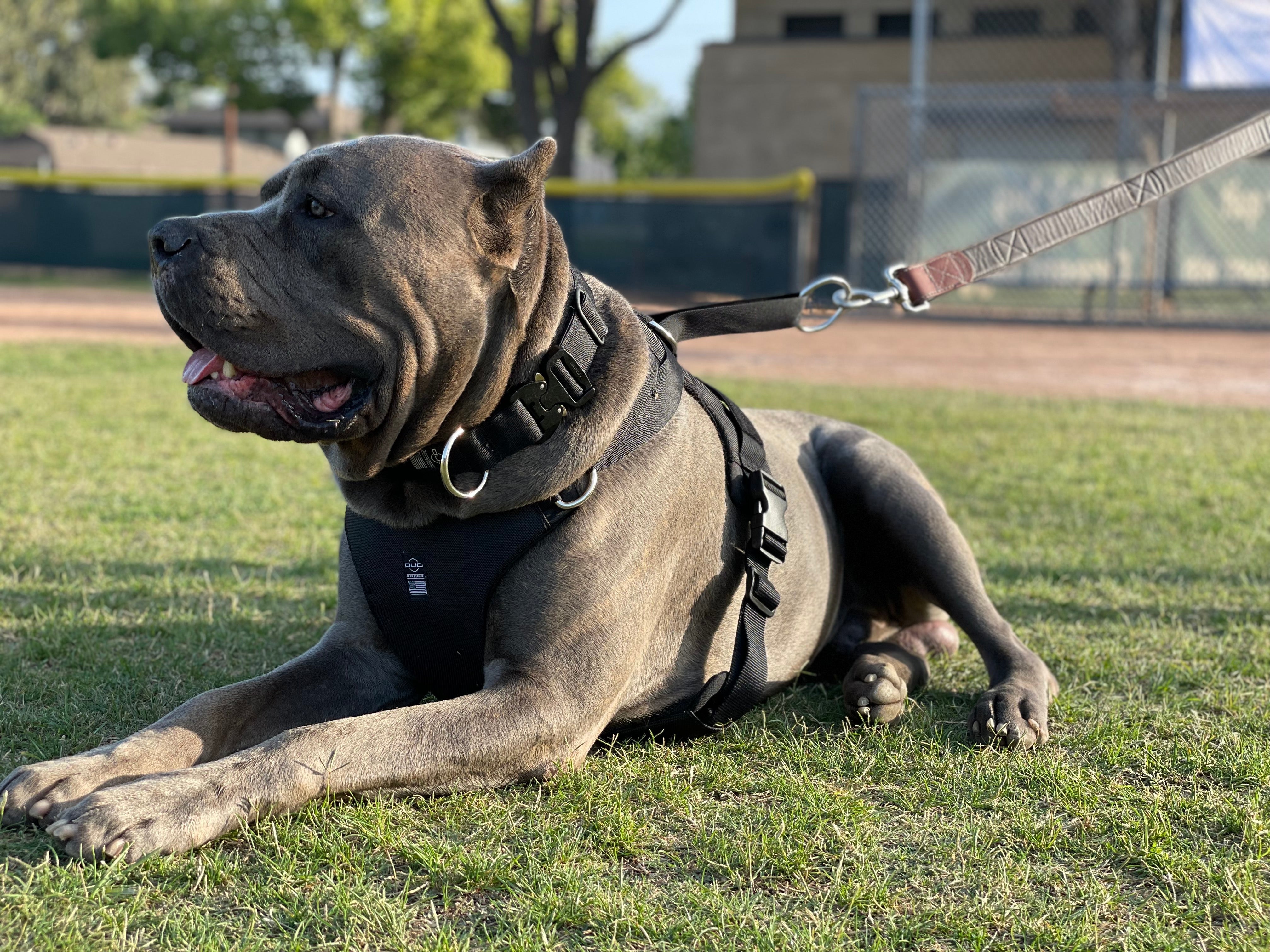 DUO 'ADAPT' No Slip Dog Harness