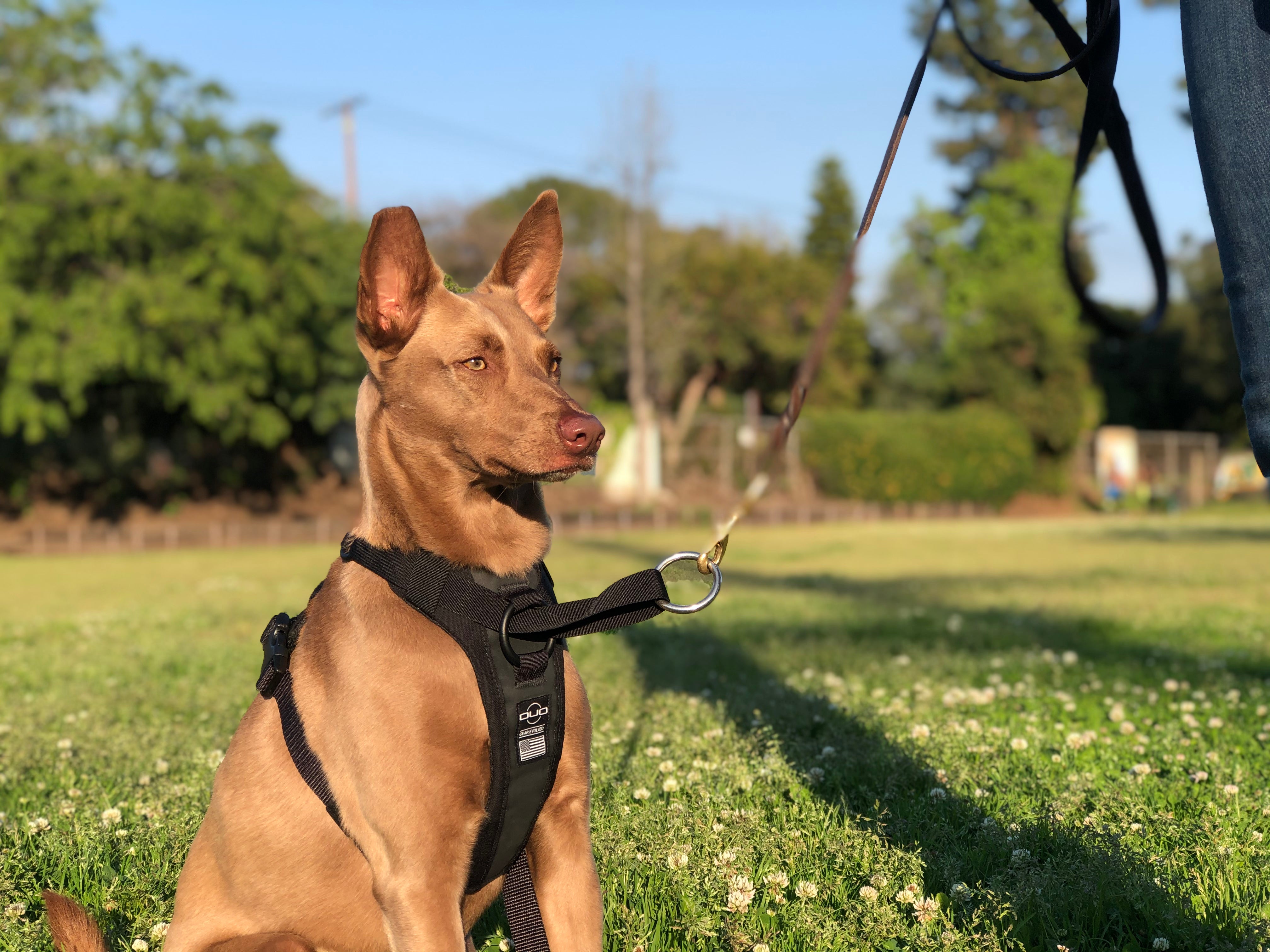 DUO 'DIRECT' No Pull Dog Harness