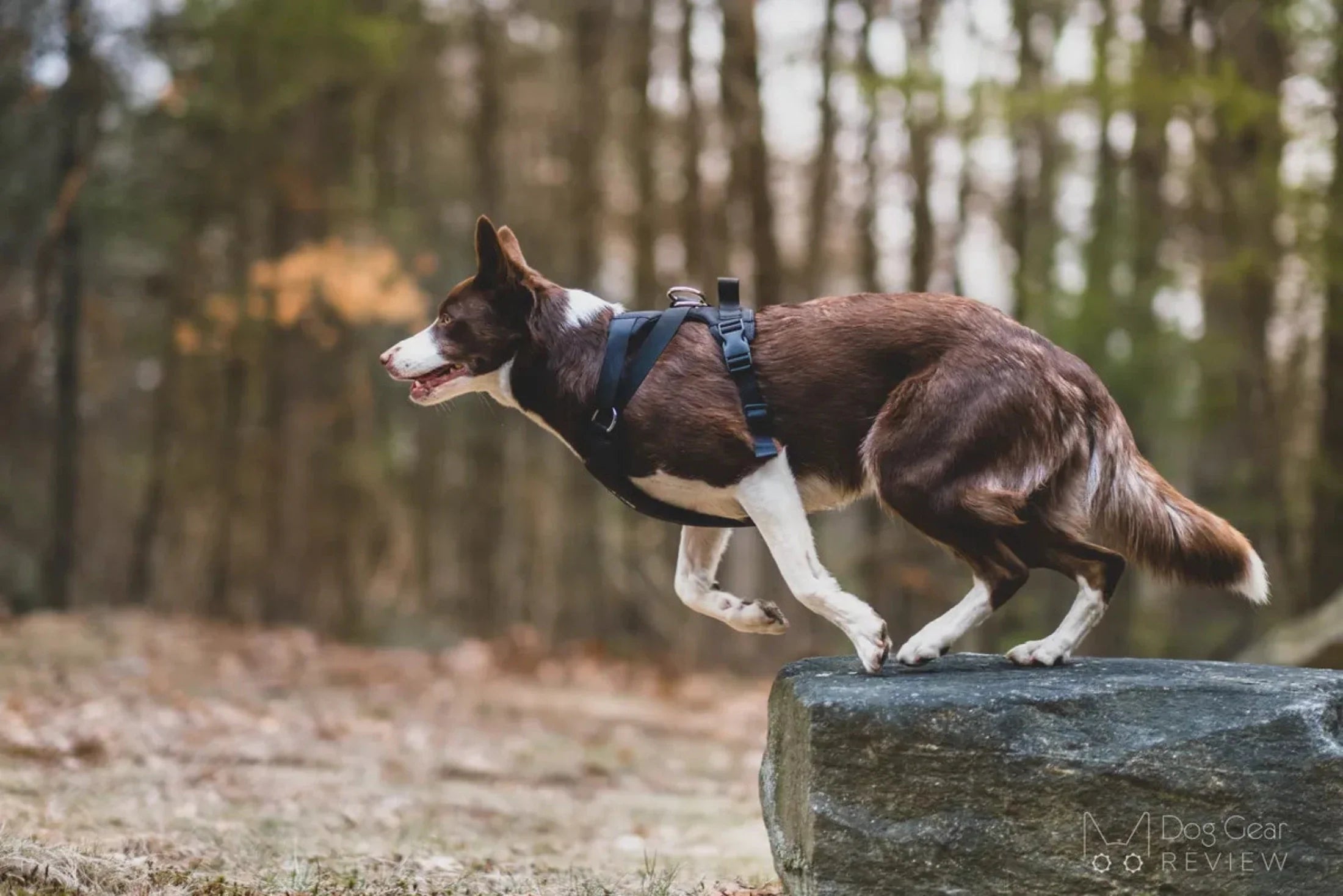 DUO 'ADAPT' No Slip Dog Harness