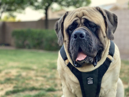 DUO 'ADAPT' No Slip Dog Harness