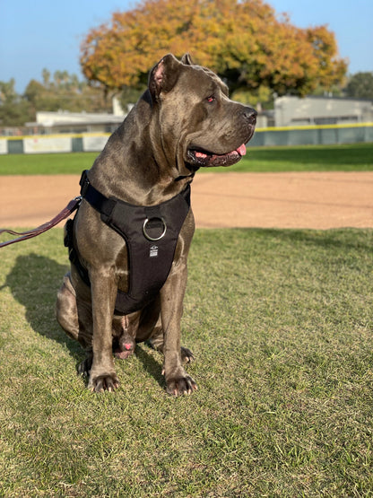 DUO 'ECLIPSE' Adventure Dog Harness