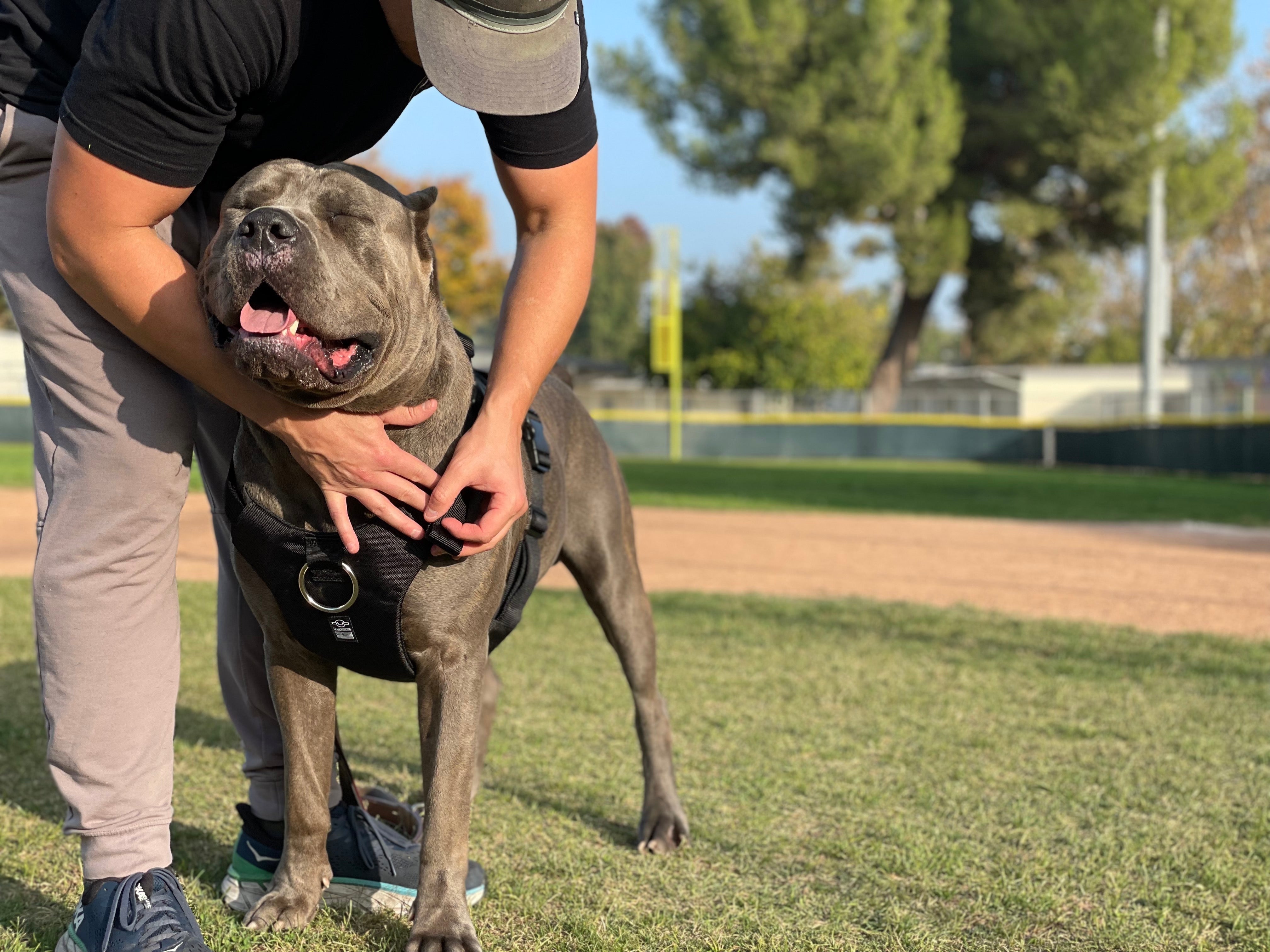 DUO 'ECLIPSE' Adventure Dog Harness