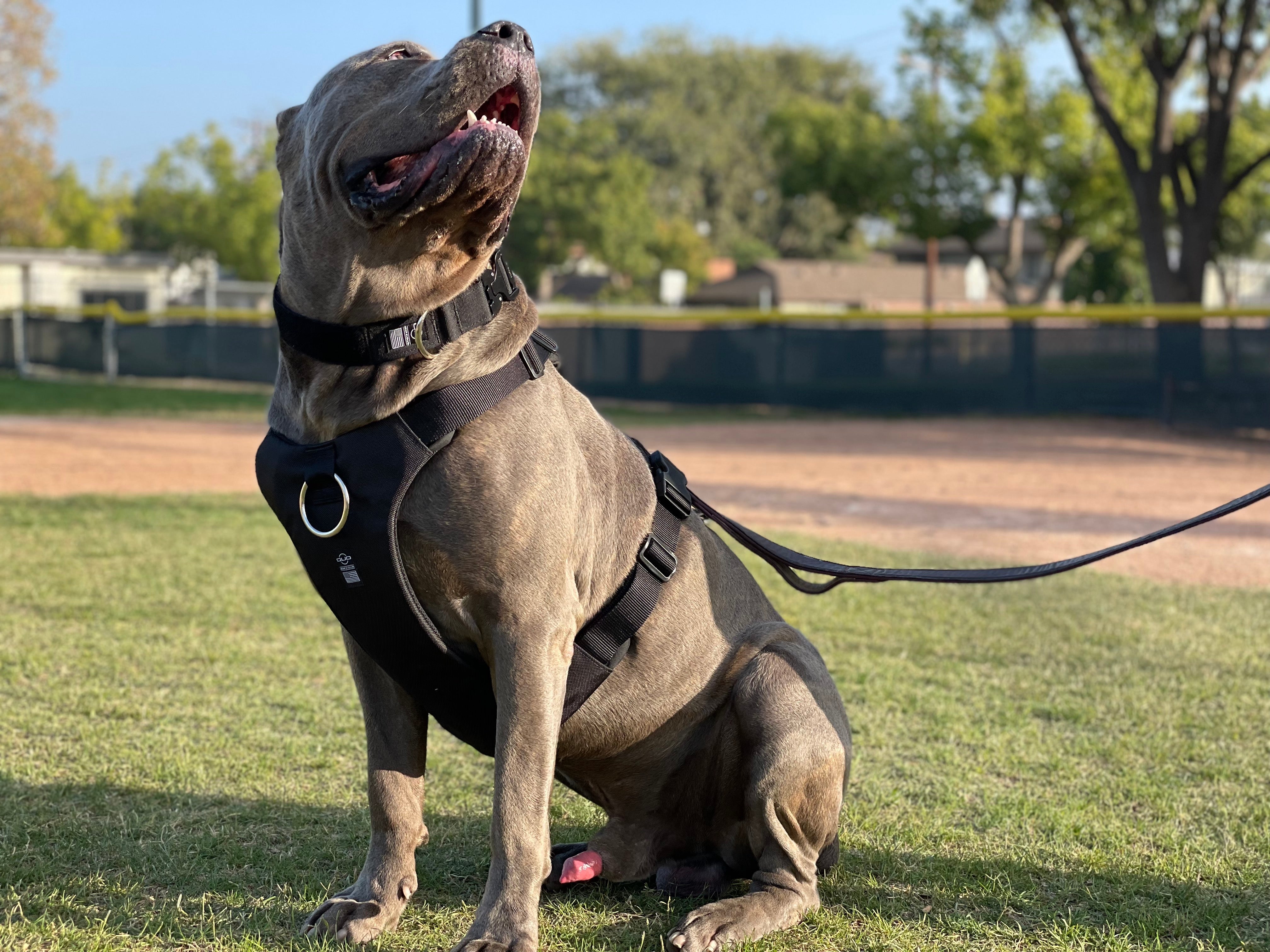 DUO 'ECLIPSE' Adventure Dog Harness
