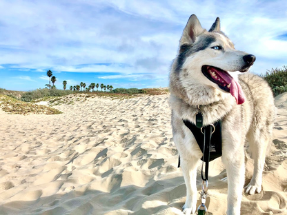DUO 'DIRECT' No Pull Dog Harness